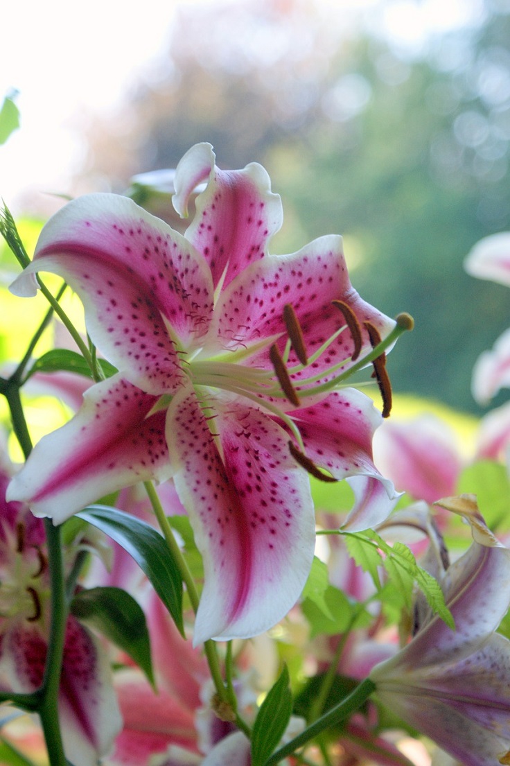 Top 10 Fragrant Flowers For Your Garden - gardenpicsandtips.com