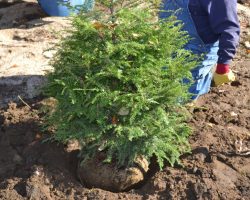 How to Replant a Christmas Tree After the Holiday