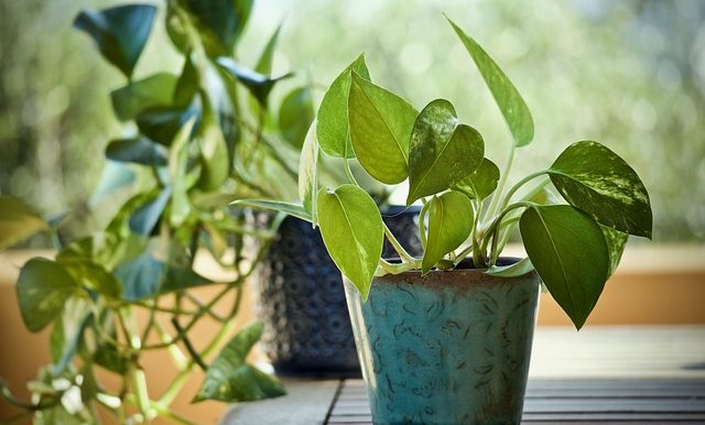 Pothos is The New Natural Air Cleaner For the Home