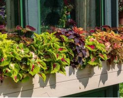 Top 10 Flowers for Window Boxes in Shade