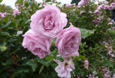 How to Care for Roses to Ensure Perfect Blooms