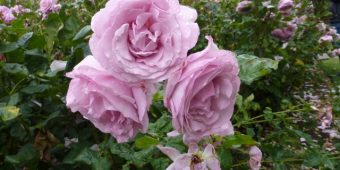 How to Care for Roses to Ensure Perfect Blooms